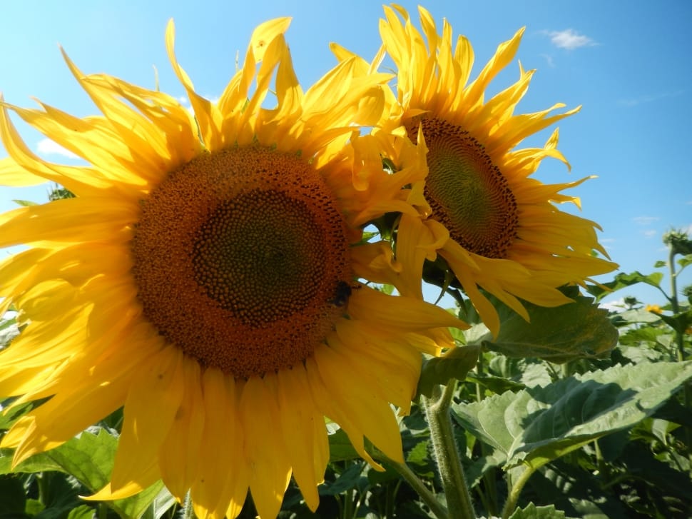 Sun, Nature, Sunflowers, Summer, flower, close-up preview