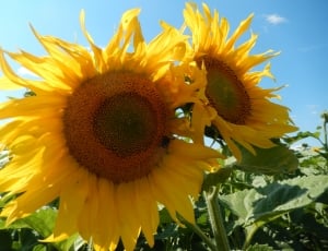 Sun, Nature, Sunflowers, Summer, flower, close-up thumbnail