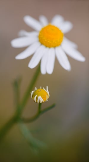 white daisy focus photo thumbnail