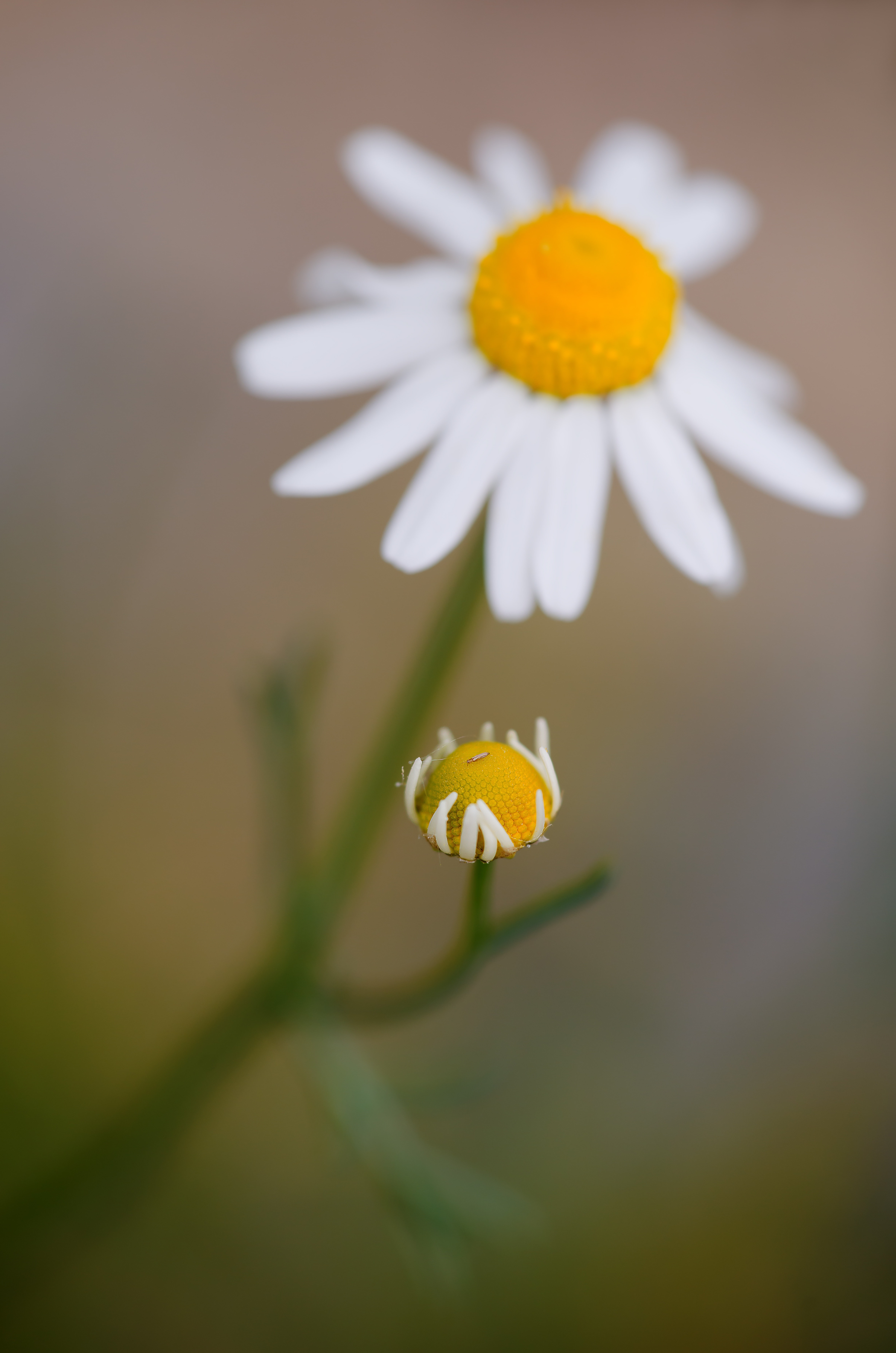 white daisy focus photo