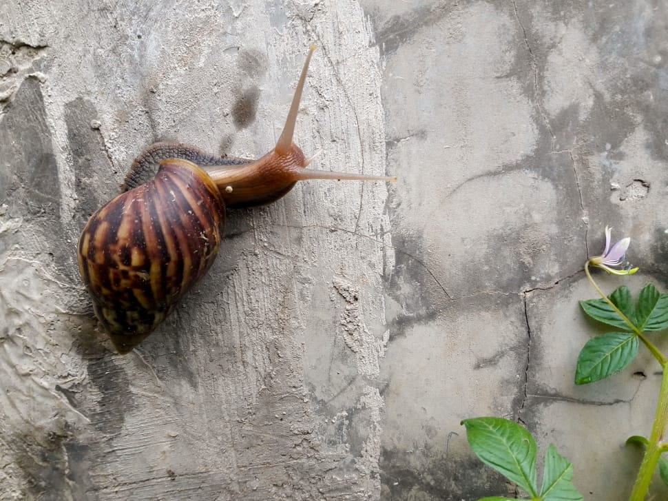 brown and black snail on gray concrete wall preview
