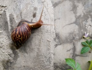 brown and black snail on gray concrete wall thumbnail