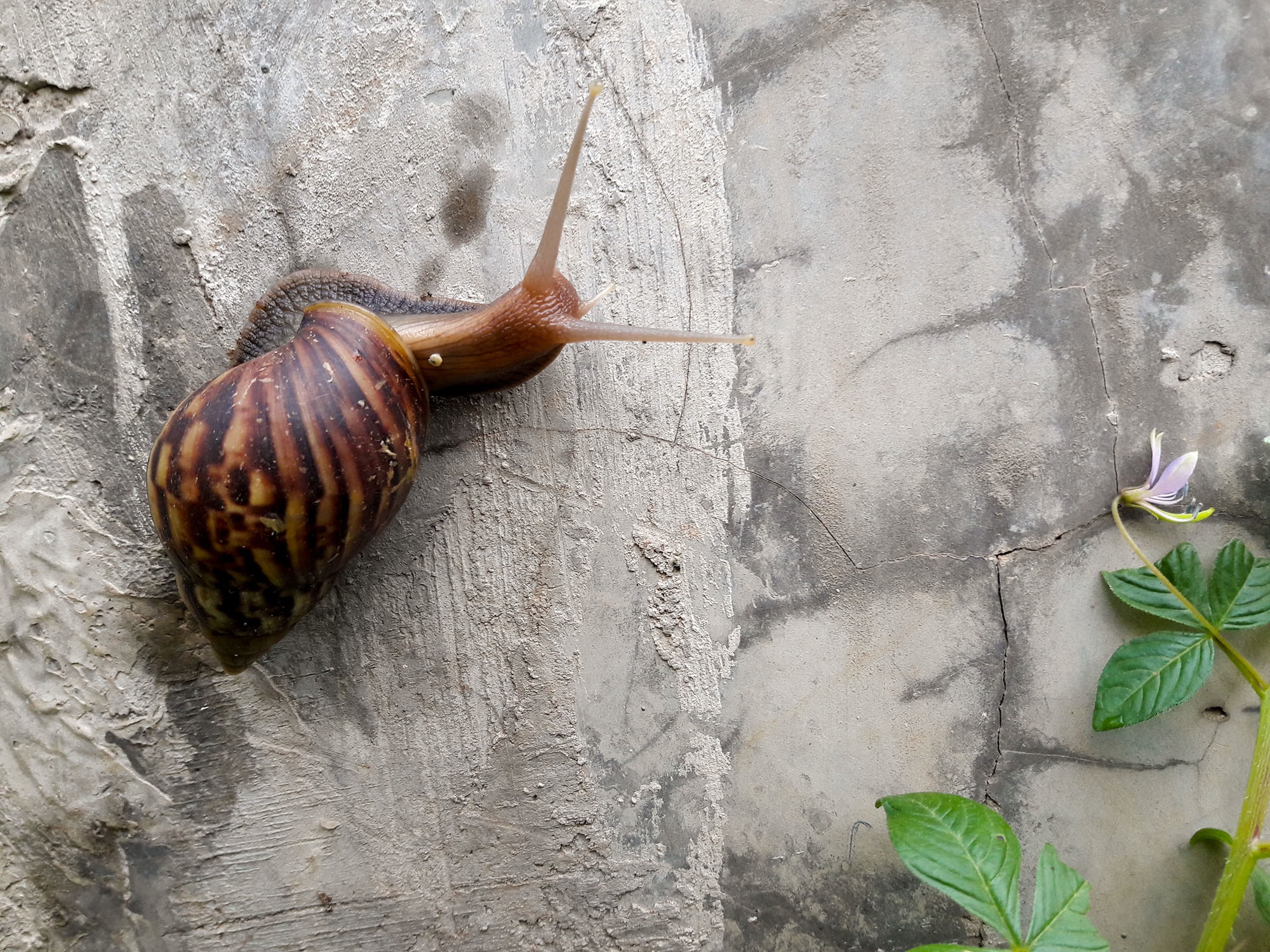 brown and black snail on gray concrete wall