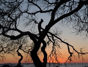 bare tree during golden hour thumbnail