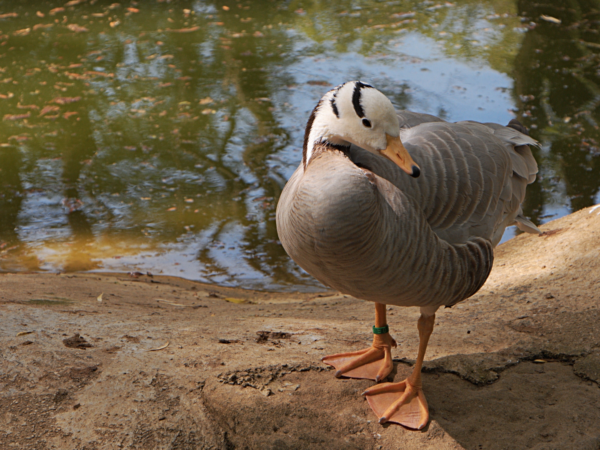 grey and white duck