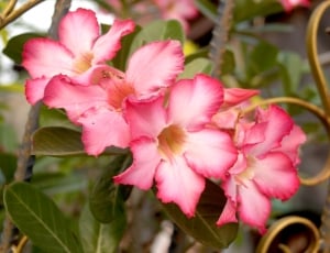 closeup photo of pink flower thumbnail