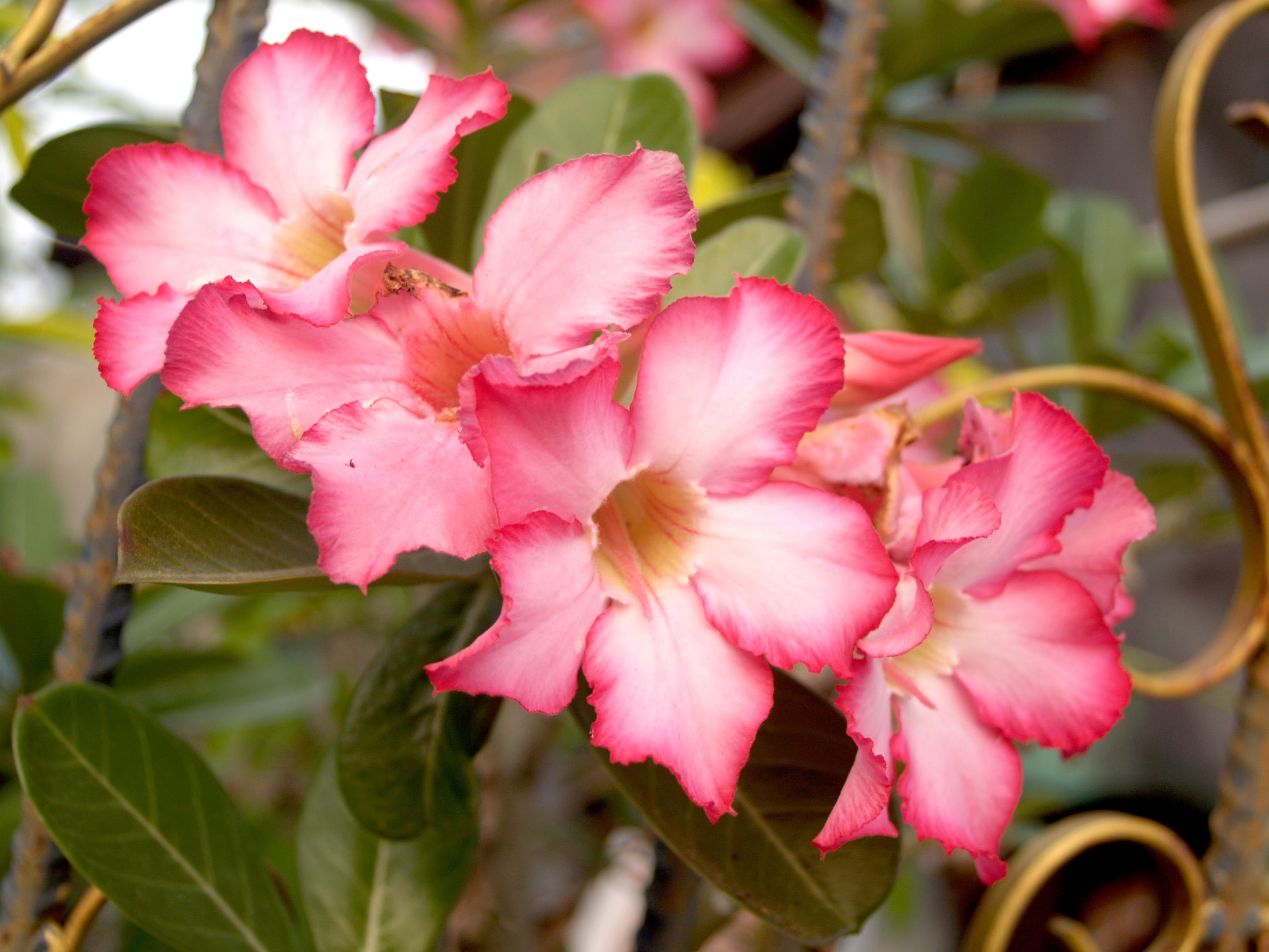 closeup photo of pink flower