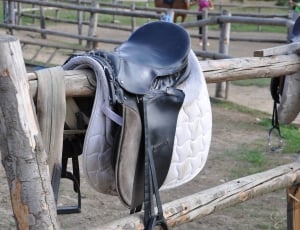 black and white saddle thumbnail