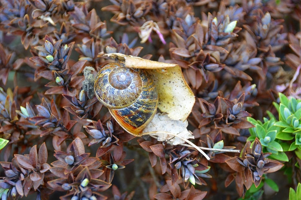 Field, Animals, Gastropod, Snail, Nature, day, close-up preview