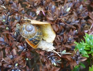 Field, Animals, Gastropod, Snail, Nature, day, close-up thumbnail