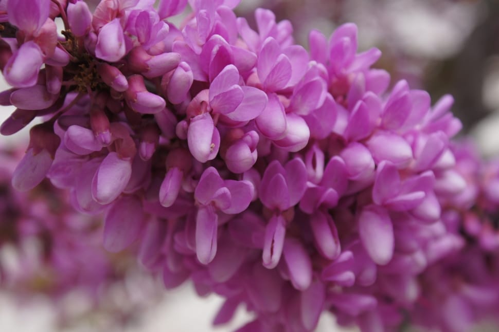 pink lilacs preview