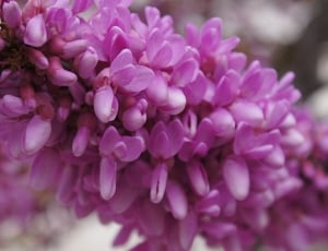 pink lilacs thumbnail