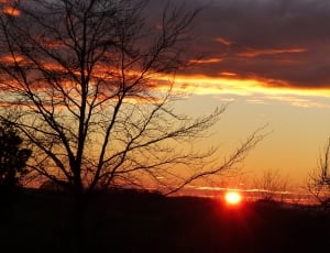 silhouette of bare trees at sunset thumbnail