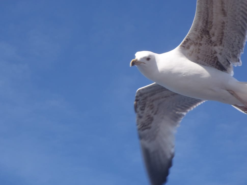 white and grey seagull preview