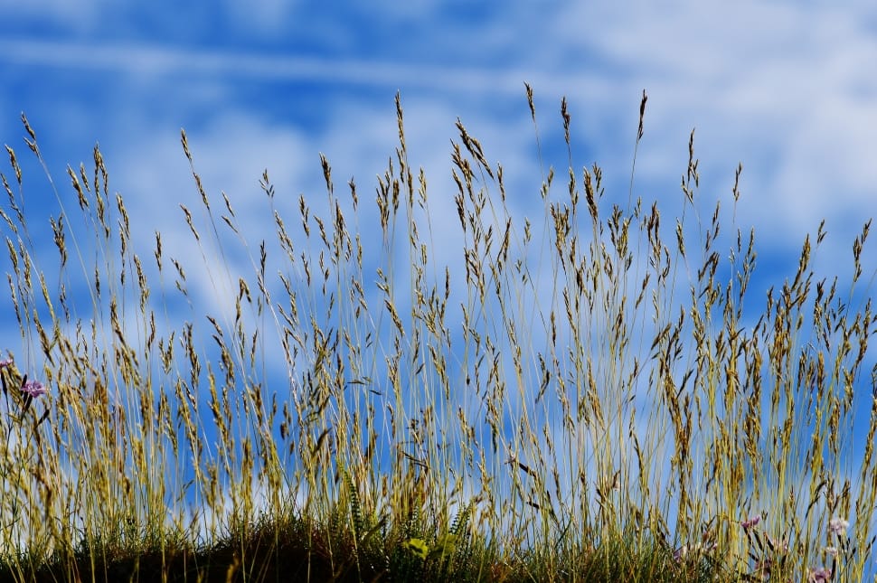 green grass preview