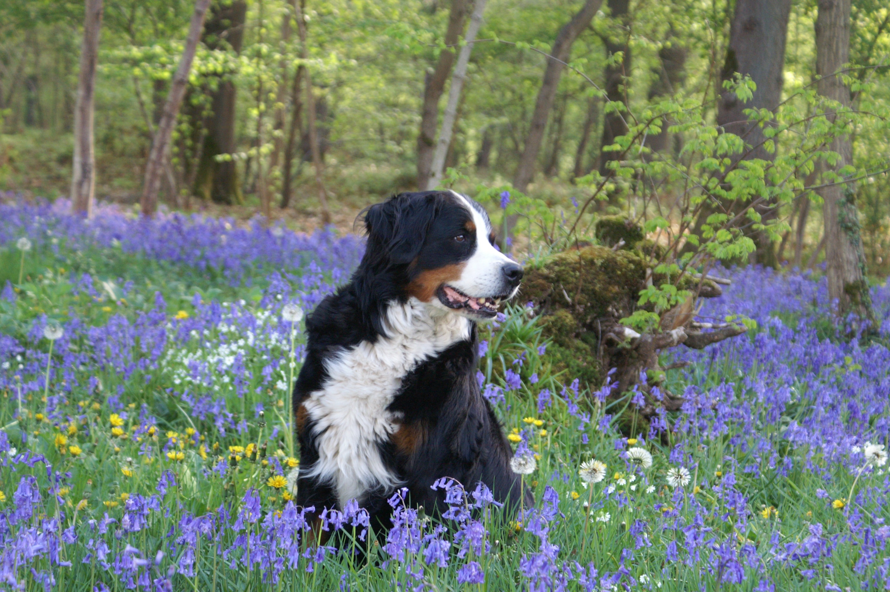 bernese mountain dog on field purple flowers