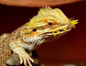 yellow lizard thumbnail