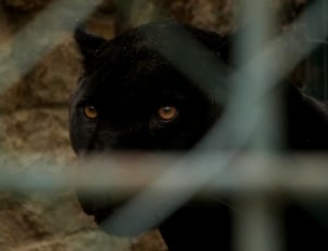 black panther thumbnail