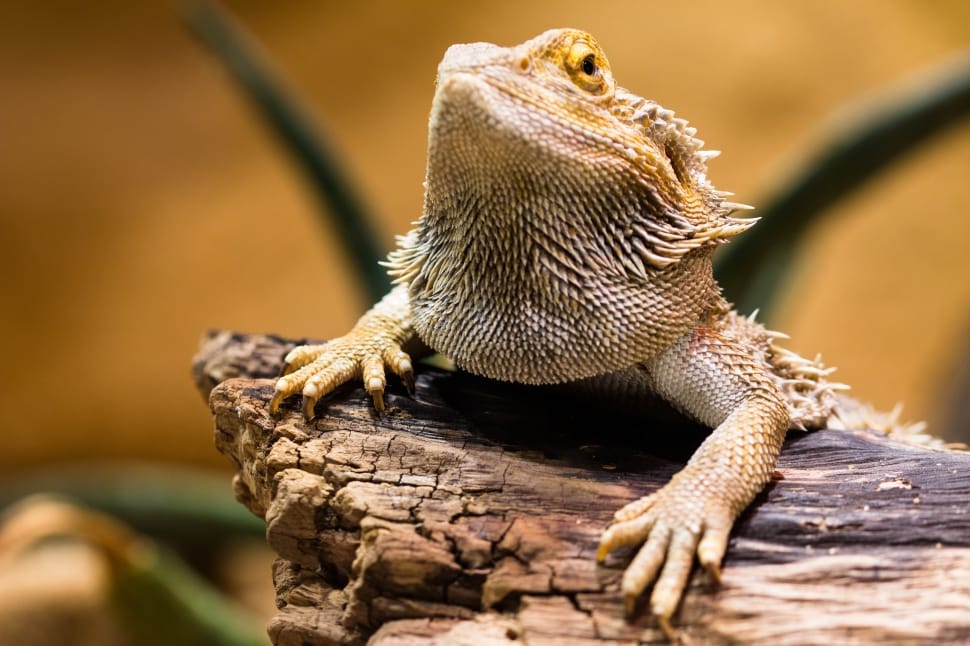 bearded dragon preview