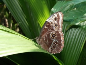 common buckeye butterfly on green plant thumbnail