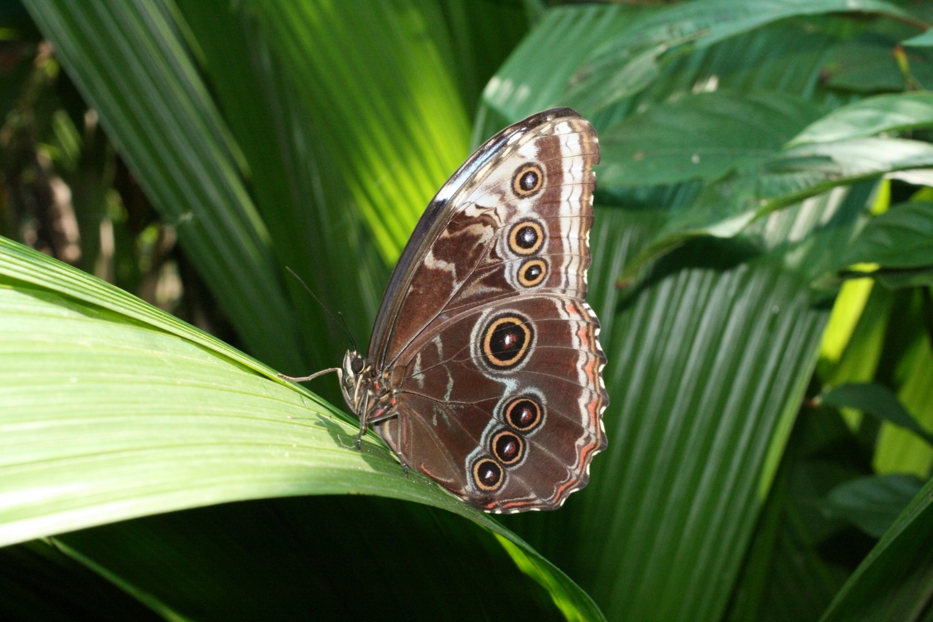 common buckeye butterfly on green plant