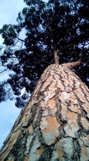 Stone Pine, Pinus Pinea, Cup, Tree, tree, low angle view thumbnail