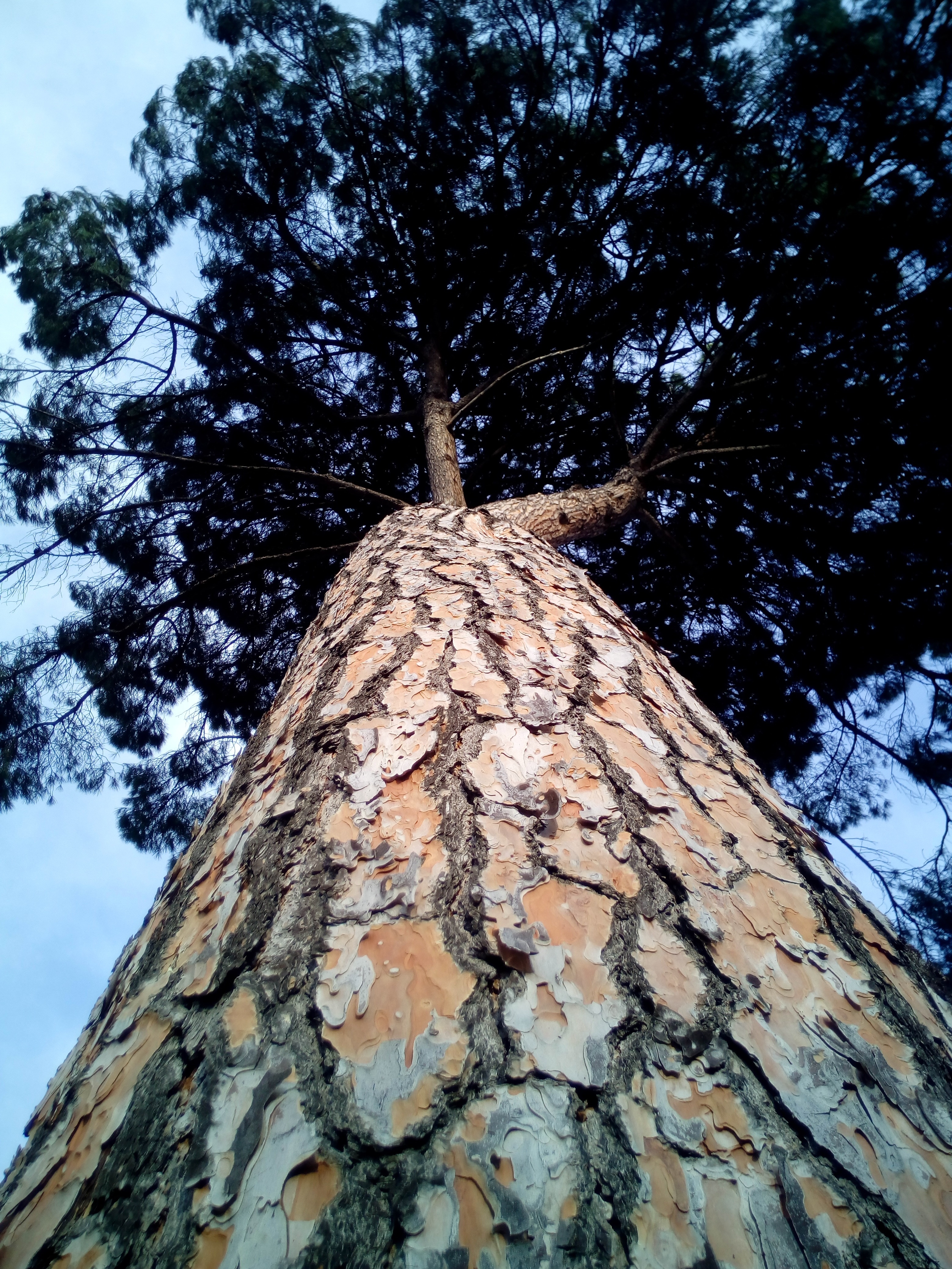 Stone Pine, Pinus Pinea, Cup, Tree, tree, low angle view
