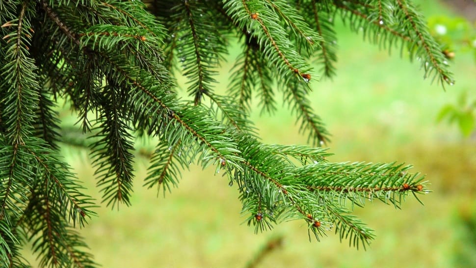 Spruce, Needle, Needles, Tree, Green, green color, no people preview