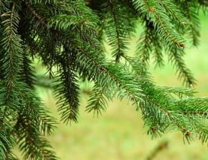 Spruce, Needle, Needles, Tree, Green, green color, no people thumbnail