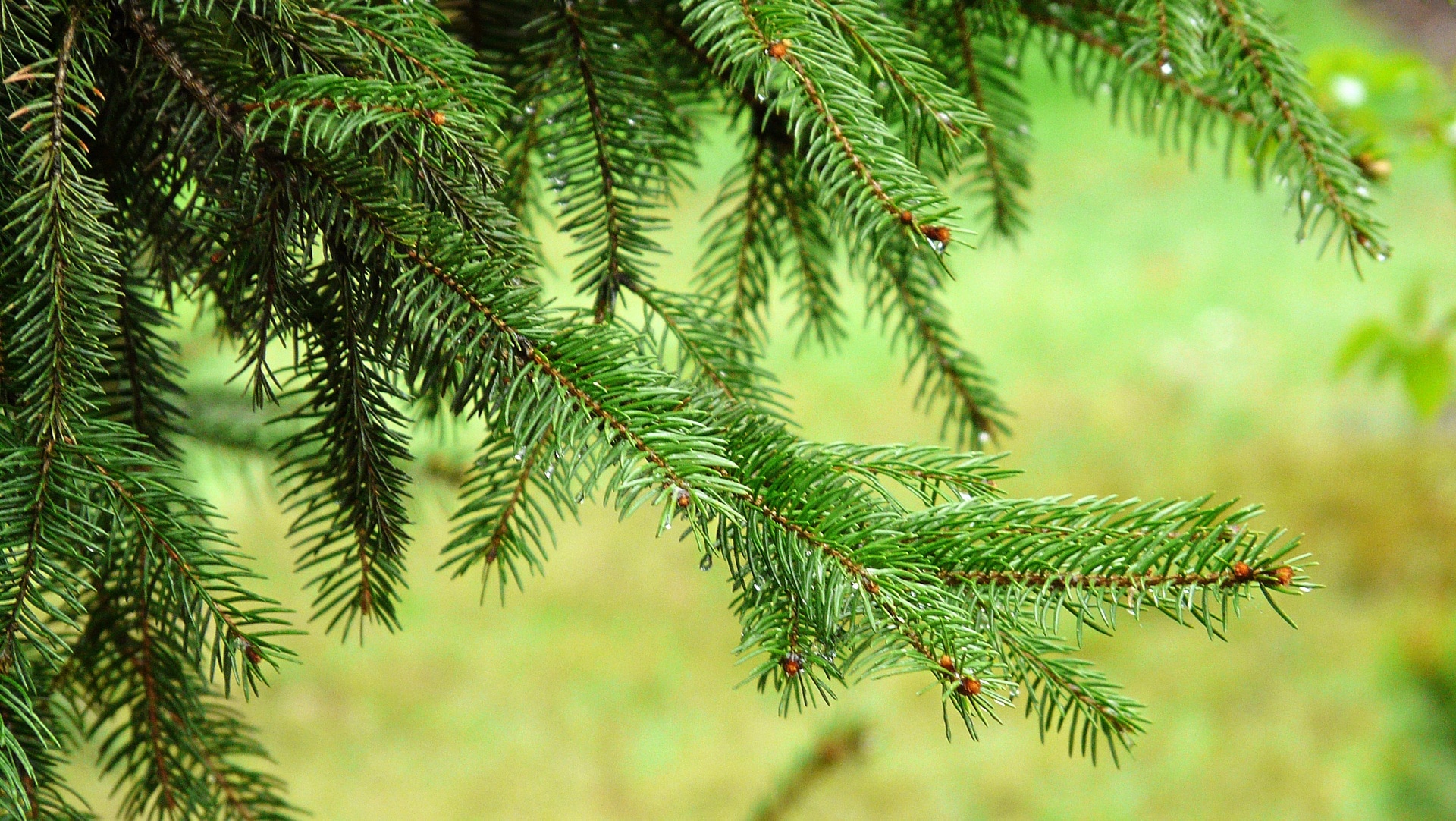 Spruce, Needle, Needles, Tree, Green, green color, no people