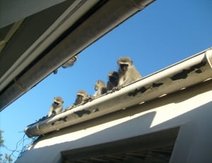 Roof, Young, Mammal, Monkeys, Wild, low angle view, sky thumbnail