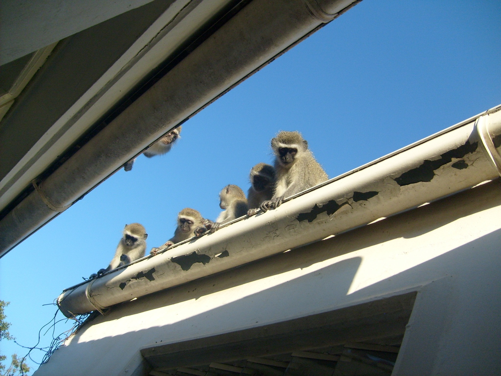 Roof, Young, Mammal, Monkeys, Wild, low angle view, sky