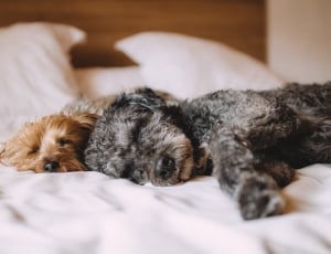 two yorkshire terrier sleeping on mattress shallow focus photography thumbnail