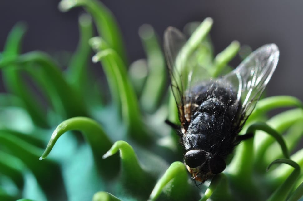 shallow focus of horsefly preview