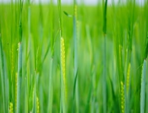 Sowing, Young, Wheat, Shoots, Seed, green color, growth thumbnail