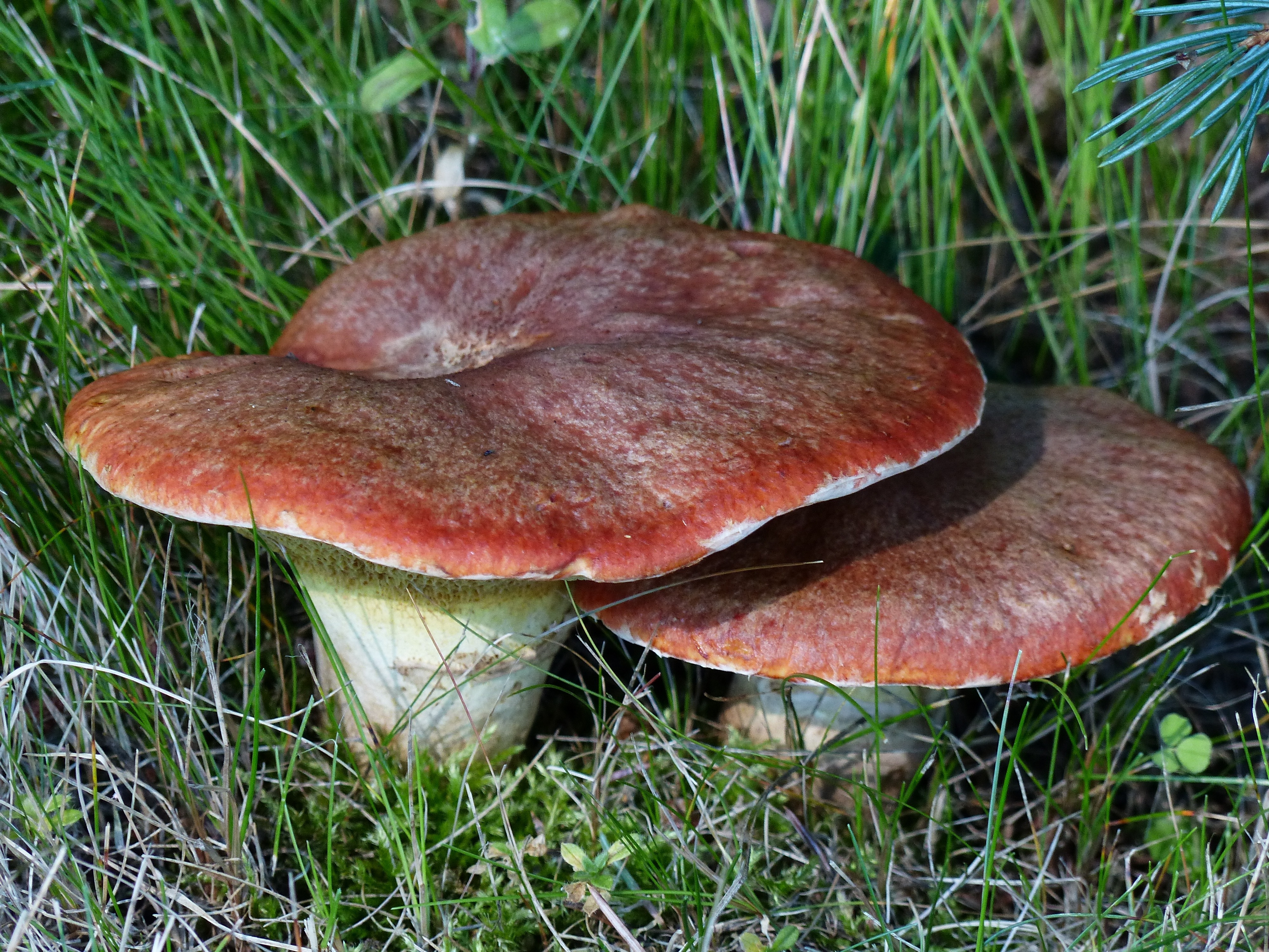 Съедобные грибы Кировской области