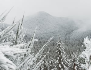 snow covered pine trees thumbnail