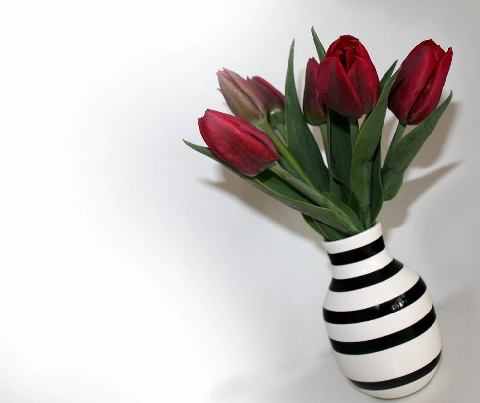 red tulips and white black stripe vase preview