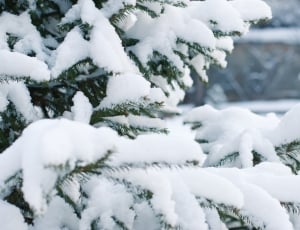 snow covered pine tree thumbnail