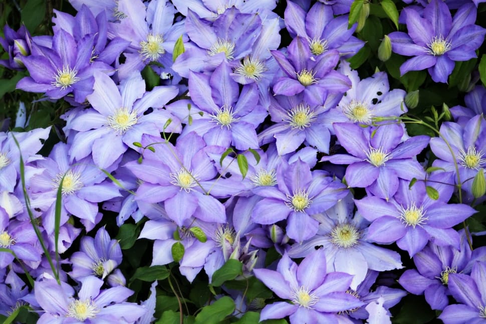 Pretty, Petal, Flowers, Spring, Plant, purple, flower preview