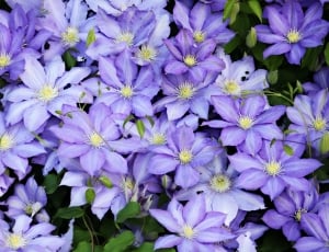 Pretty, Petal, Flowers, Spring, Plant, purple, flower thumbnail