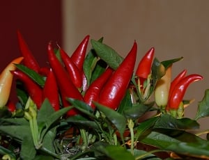 chili peppers thumbnail