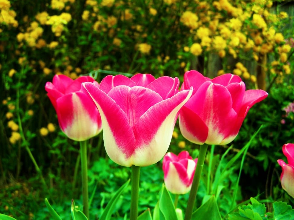 pink and yellow tulips preview