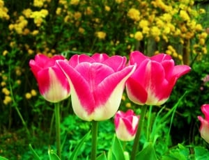 pink and yellow tulips thumbnail