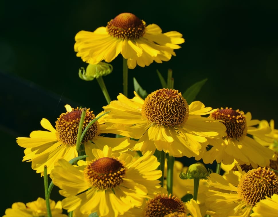 black eyed susan flowers preview