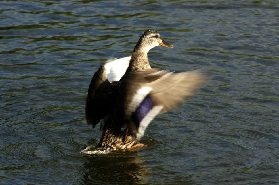 gray and purple mallard duck preview