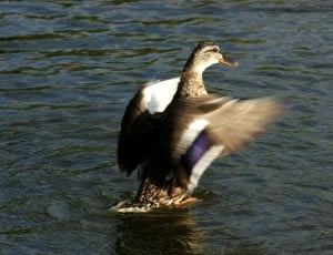 gray and purple mallard duck thumbnail
