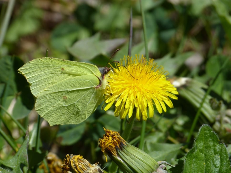 Yellow, Gonepteryx Rhamni, Butterfly, flower, yellow preview