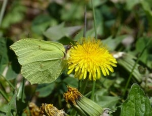 Yellow, Gonepteryx Rhamni, Butterfly, flower, yellow thumbnail