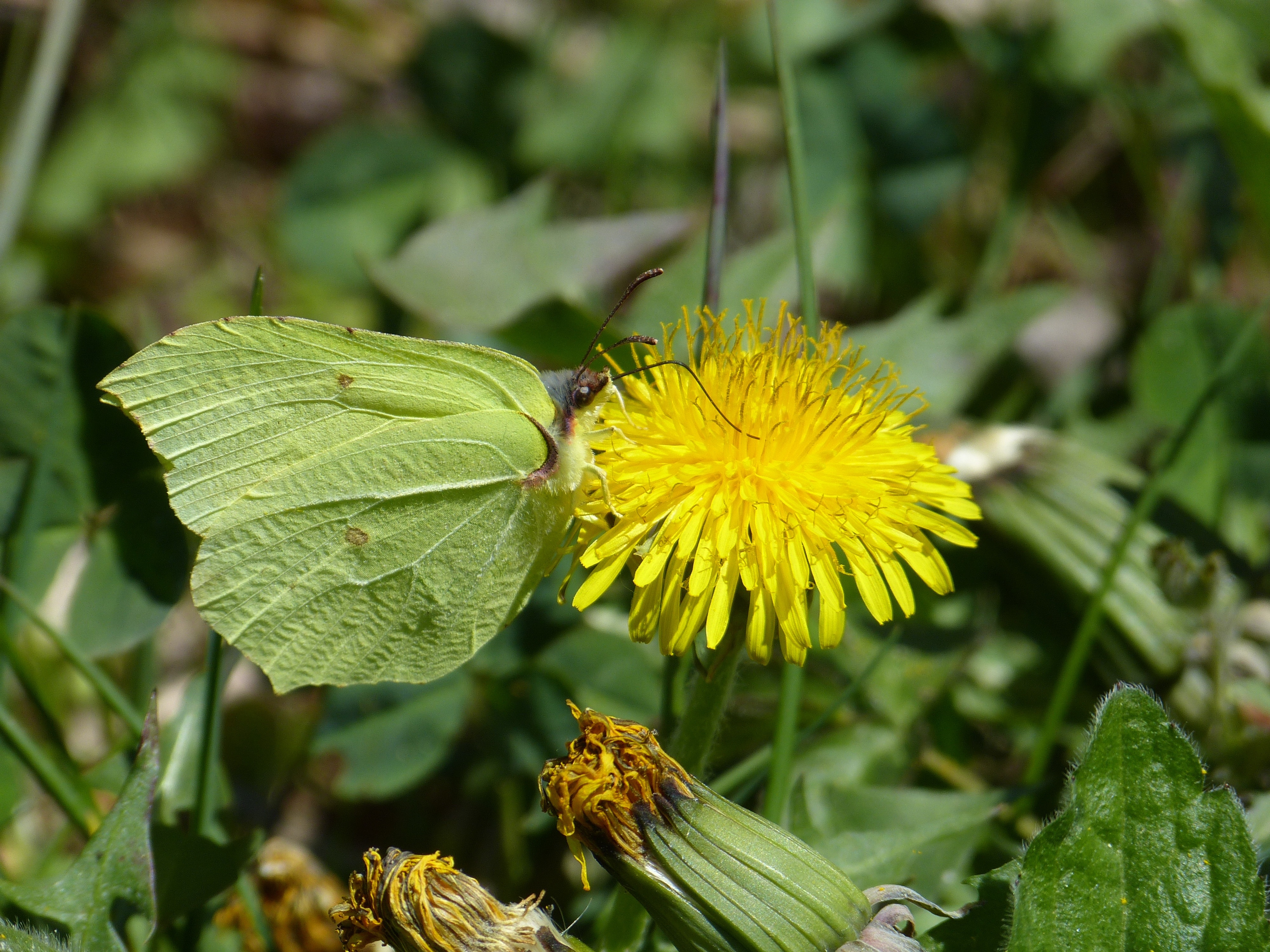 Yellow, Gonepteryx Rhamni, Butterfly, flower, yellow